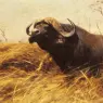 Kuhnert_Wilhelm_Friedrich_An_African_Buffalo