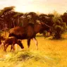 Kuhnert_Wilhelm_Moose_With_Her_Calf_In_A_Landscape