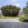 Chase_William_Merritt_The_Big_Oleander
