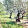 Chase_William_Merritt_The_Olive_Grove
