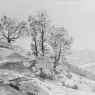 Haseltine_William_Stanley_Olevano