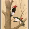 Sj_WbZ_01_Red-headed_Woodpecker