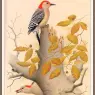 Sj_WbZ_02_Red-bellied_Woodpecker