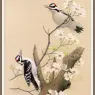 Sj_WbZ_03_Hairy_Woodpecker