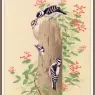 Sj_WbZ_04_Downy_Woodpecker