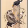 Sj_WbZ_05_Black-backed_Woodpecker