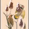 Sj_WbZ_06_Northern_Yellow-shafted_Flicker