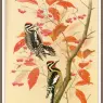 Sj_WbZ_07_Yellow-bellied_Sapsucker