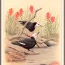Sj_WbZ_09_White-headed_Woodpecker
