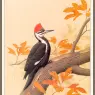 Sj_WbZ_10_Pileated_Woodpecker_1