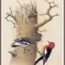 Sj_WbZ_11_Red-breasted_Sapsucker