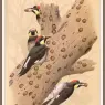 Sj_WbZ_13_Acorn_Woodpecker
