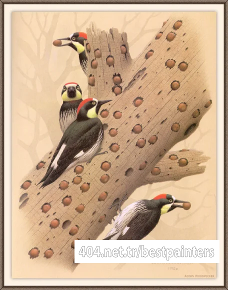 Sj_WbZ_13_Acorn_Woodpecker