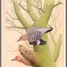 Sj_WbZ_14_Gila_Woodpecker