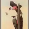 Sj_WbZ_17_Lewis%27s_Woodpecker