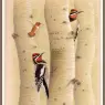Sj_WbZ_19_Red-napped_Sapsucker