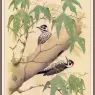 Sj_WbZ_20_Strickland%27s_Woodpecker