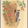 Sj_WbZ_21_Red-cockaded_Woodpecker