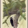 Sj_WbZ_22_Hairy_Harris%27s_Woodpecker