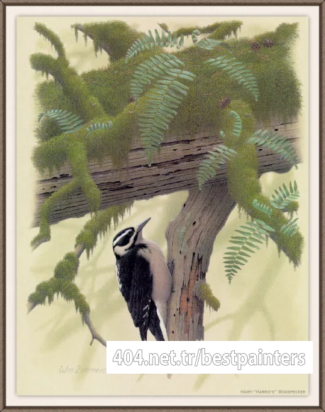 Sj_WbZ_22_Hairy_Harris%27s_Woodpecker