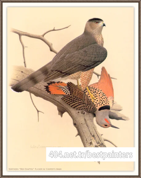 Sj_WbZ_24_Northern_Red-shafted_Flicker