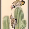 Sj_WbZ_25_Northern_Gilded_Flicker