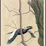 Sj_WbZ_26_Ivory-billed_Woodpecker_1