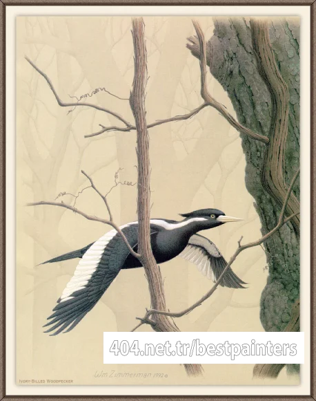 Sj_WbZ_26_Ivory-billed_Woodpecker_1