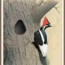 Sj_WbZ_27_Ivory-billed_Woodpecker_2