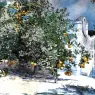 Homer_Winslow_Orange_Tree_Nassau_aka_Orange_Trees_and_Gate
