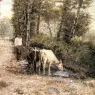 Zampighi_Eugenio_Cows_Watering_At_A_Quiet_Pool