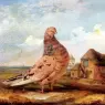 Ward_James_A_Fancy_Pigeon