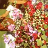 Larson_Jeffrey_1998_Holly_Hocks_18by24in