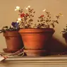 Larson_Jeffrey_2001_Potted_Flowers_18by24in