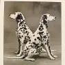 twodalmations