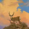 whitetail
