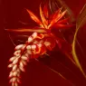 Jensen_Johan_Laurentz_Bird_Of_Paradise