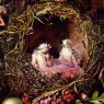 Fitzgerald_John_Anster_Fairies_In_A_Birds_Nest_detail_1