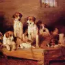 Foxhounds_and_terriers_in_a_Kennel