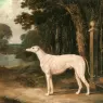 Herring_Snr_John_Frederick_Vandeau_A_White_Greyhound