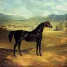 Herring_Sr_John_Frederick_The_bay_Stallion_Jack_Spigot
