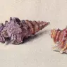 Ruskin_John_Study_of_Two_Shells