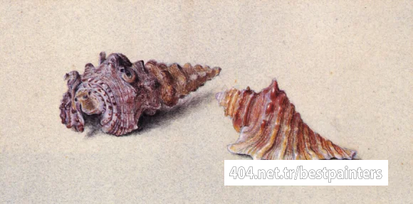 Ruskin_John_Study_of_Two_Shells