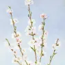 Hill_John_William_Peach_Blossoms