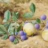 Hill_John_William_Plums