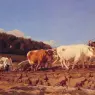 Ploughing_in_the_Nivernais