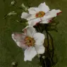 Bednar_Otto_Carnations