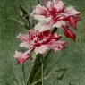 Bednar_Otto_Chrysanthemus