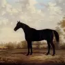 Brown_E_Dark_Bay_Hunter_In_A_Wooded_Landscape
