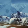 39_72_TIBETANSNO
